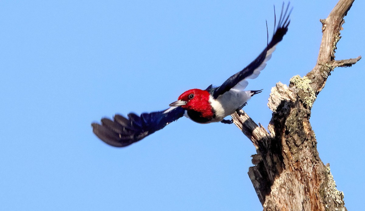 Red-headed Woodpecker - ML613371662