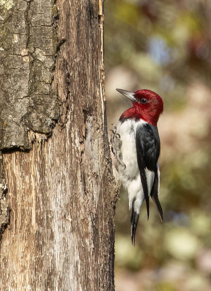 Red-headed Woodpecker - ML613371663