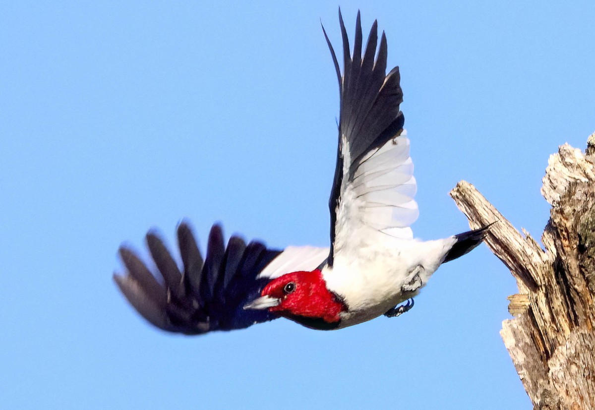 Red-headed Woodpecker - ML613371664