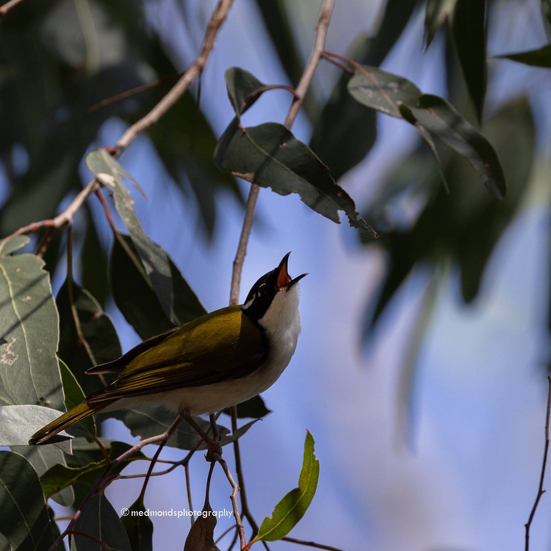 White-throated Honeyeater - ML613371665