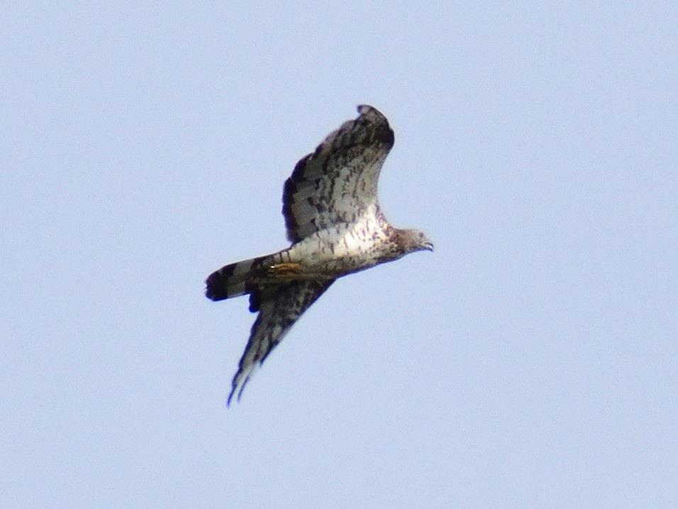 European Honey-buzzard - ML613371679