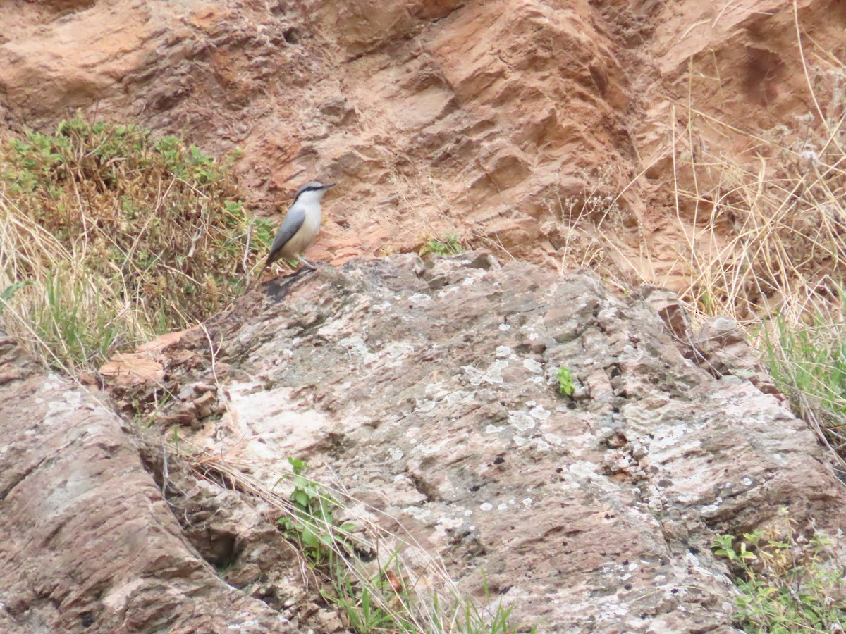 Western Rock Nuthatch - Ben Ward