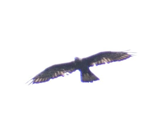 Oriental Honey-buzzard - ML613371693