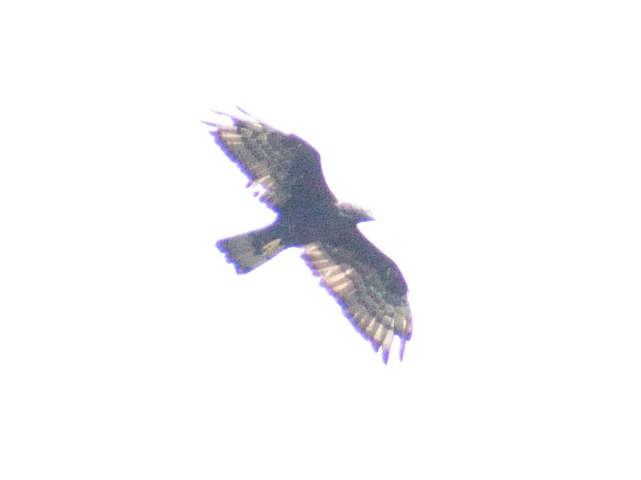 Oriental Honey-buzzard - ML613371694