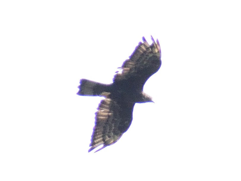 Oriental Honey-buzzard - ML613371698