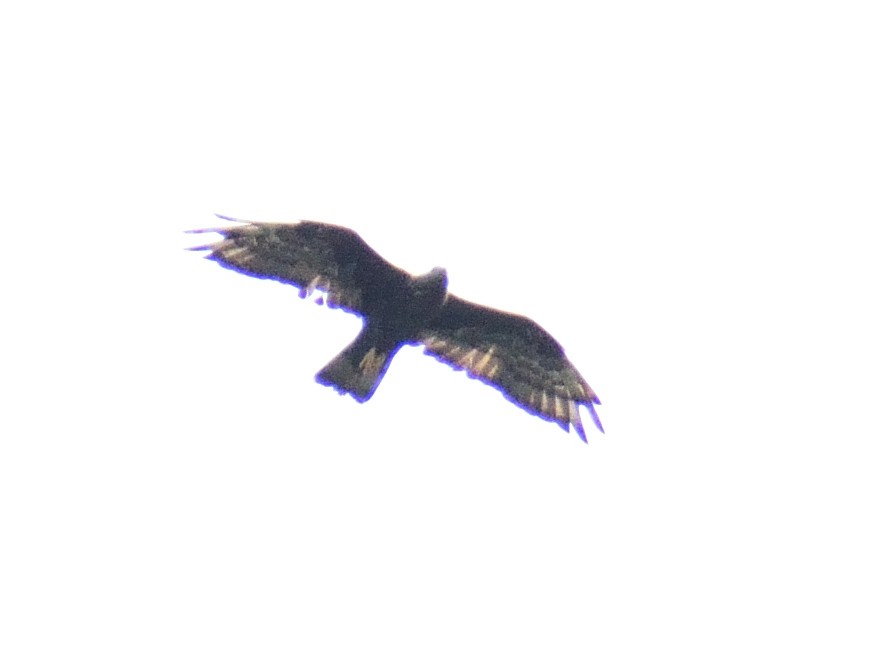 Oriental Honey-buzzard - ML613371699