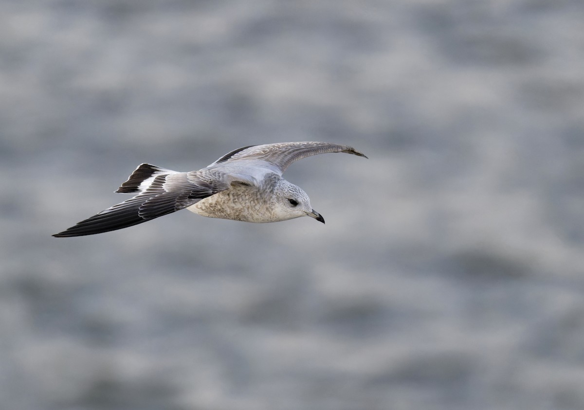 Common Gull - ML613371707