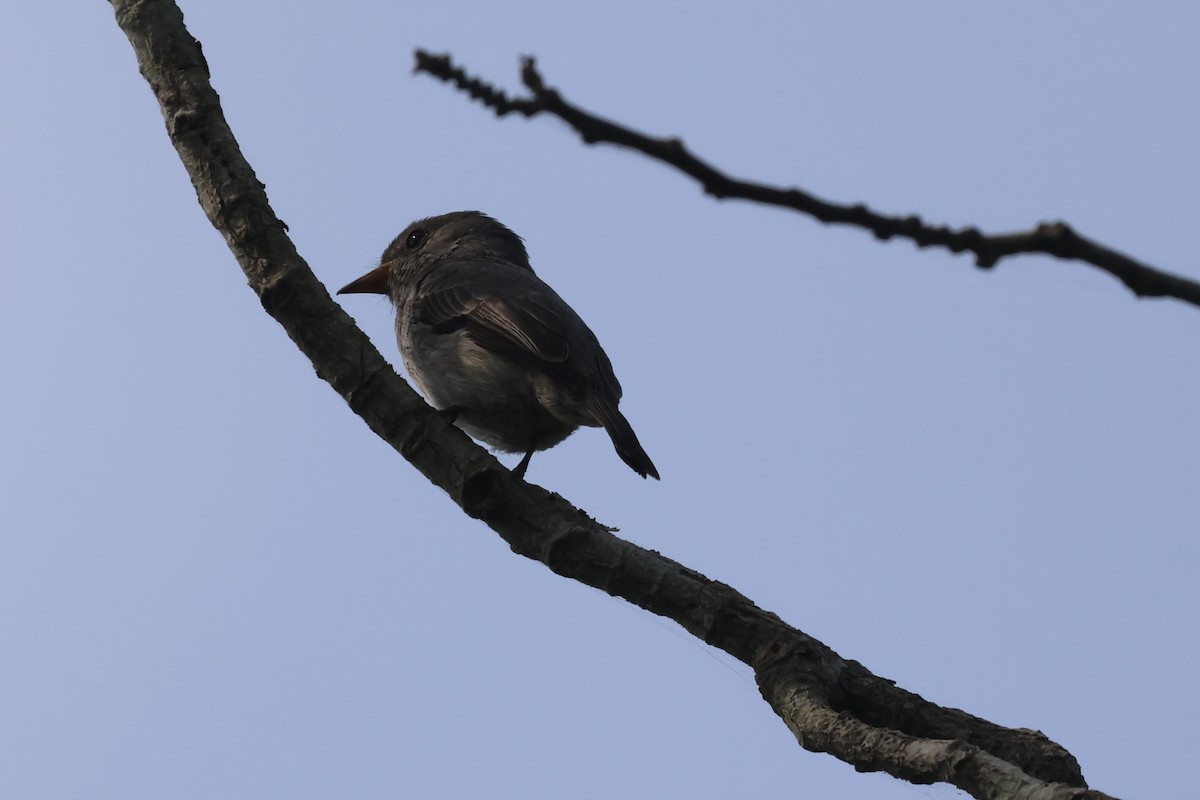 Little Flycatcher - ML613371727