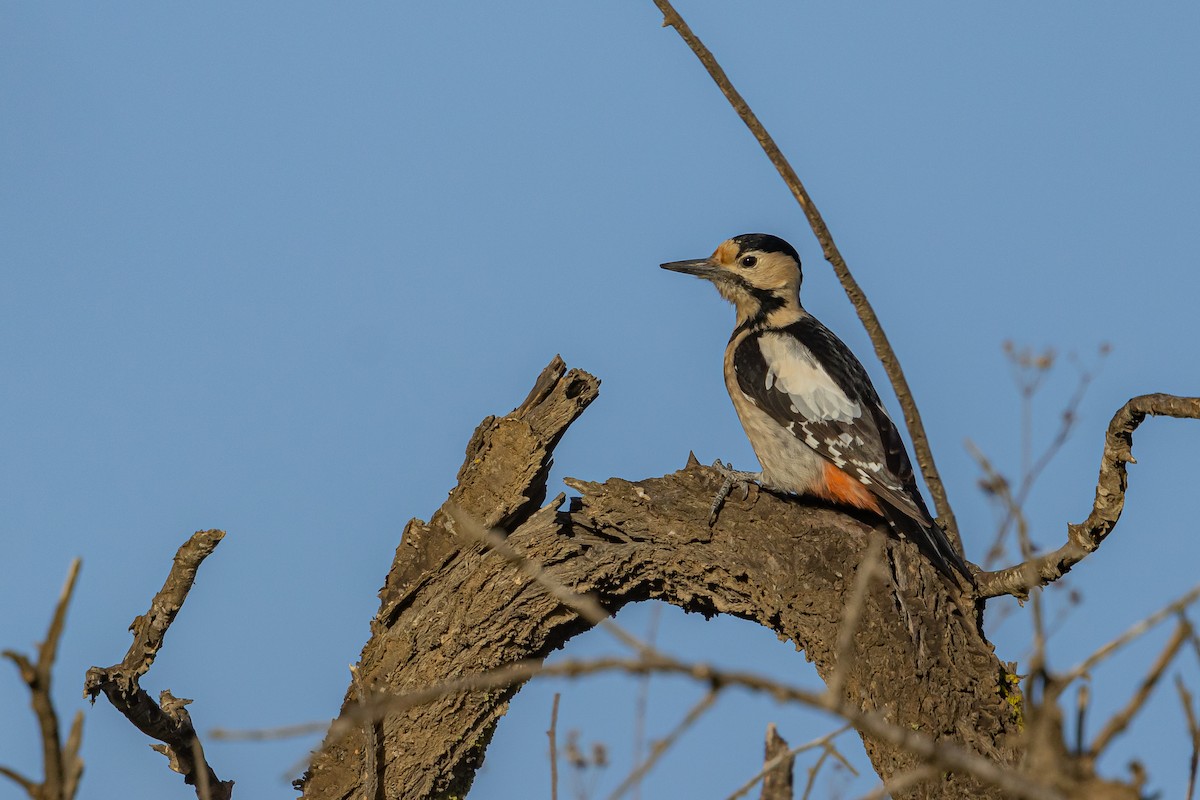 Syrian Woodpecker - ML613371763