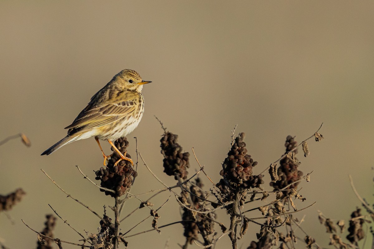 Meadow Pipit - ML613371771