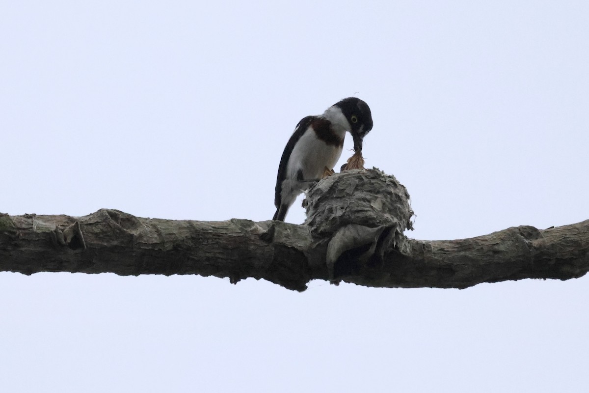 West African Batis - Mathias Leiser