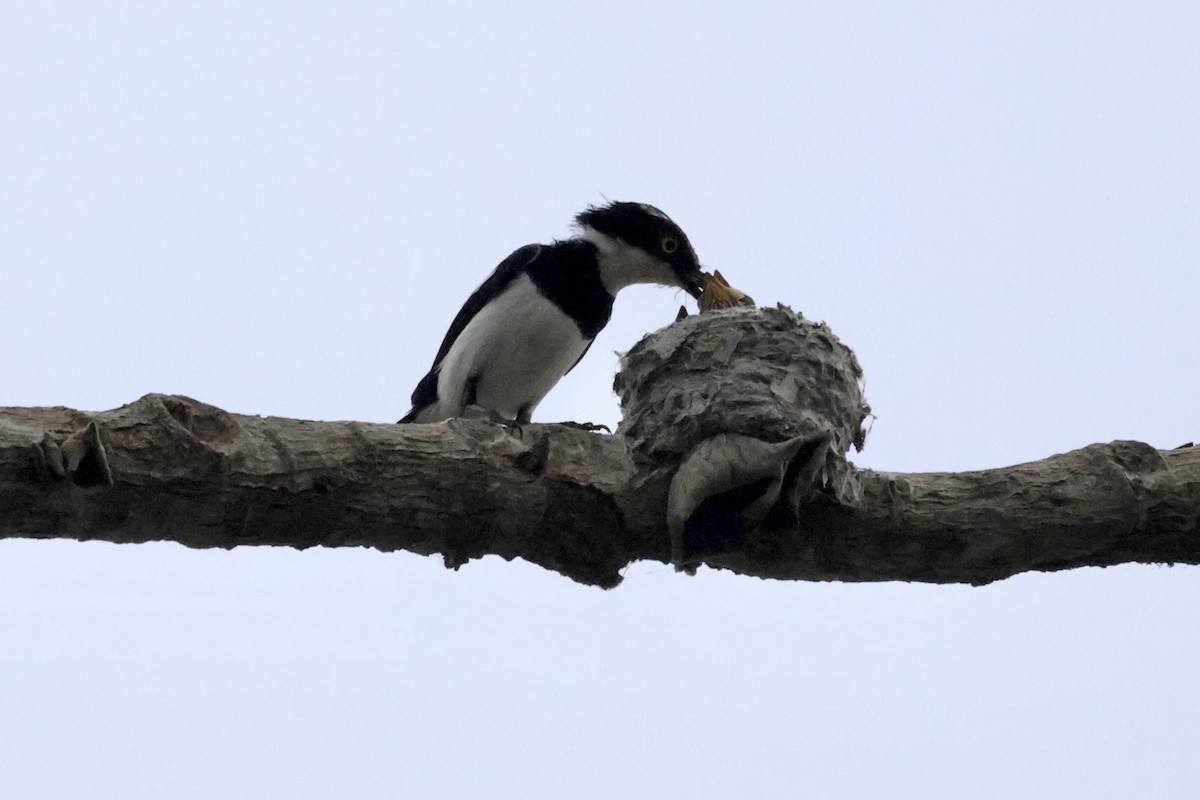 West African Batis - Mathias Leiser