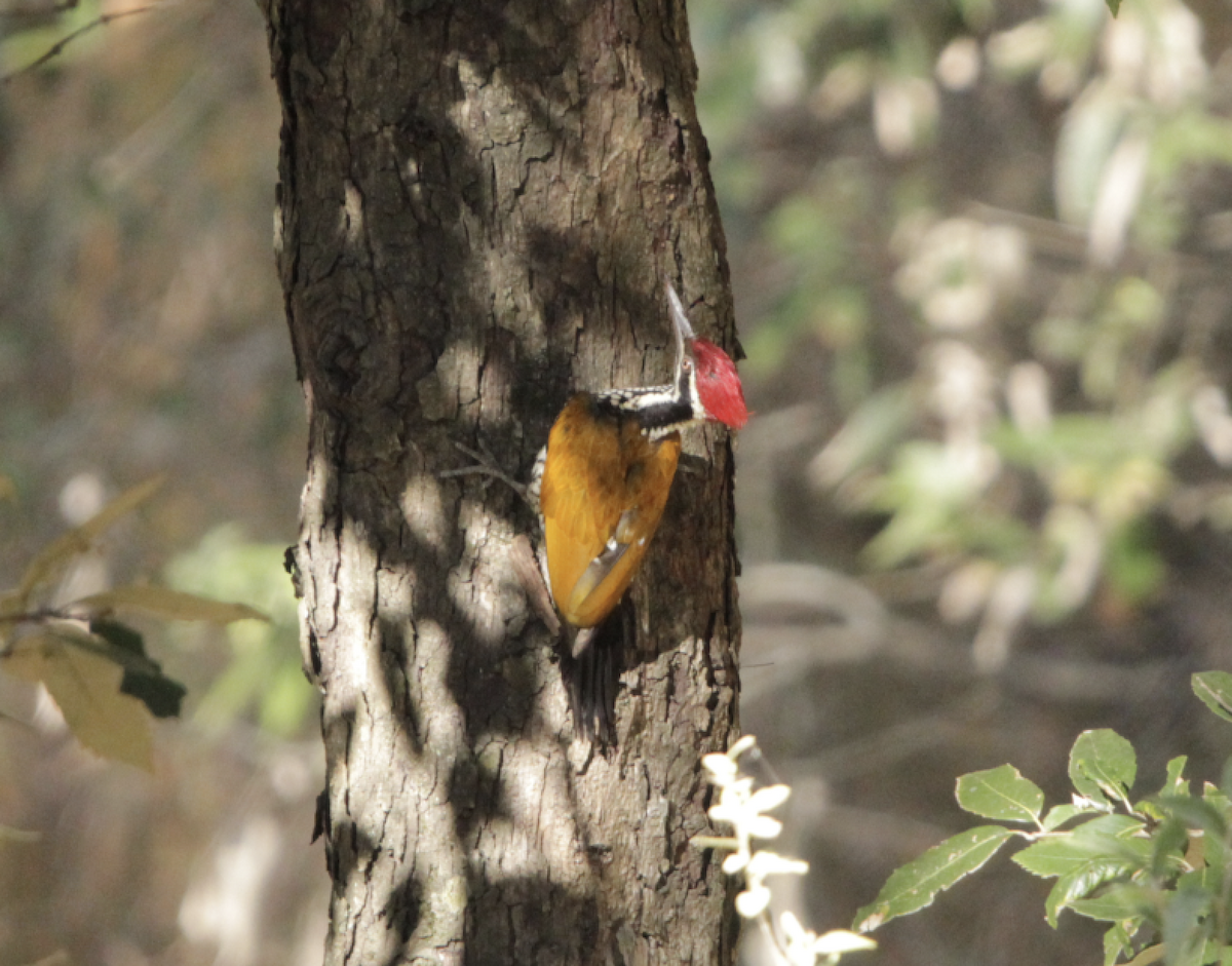 Greater Flameback - ML613371824