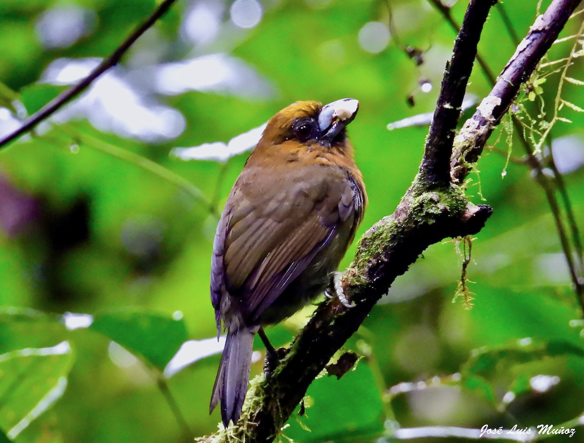 Prong-billed Barbet - ML613371838