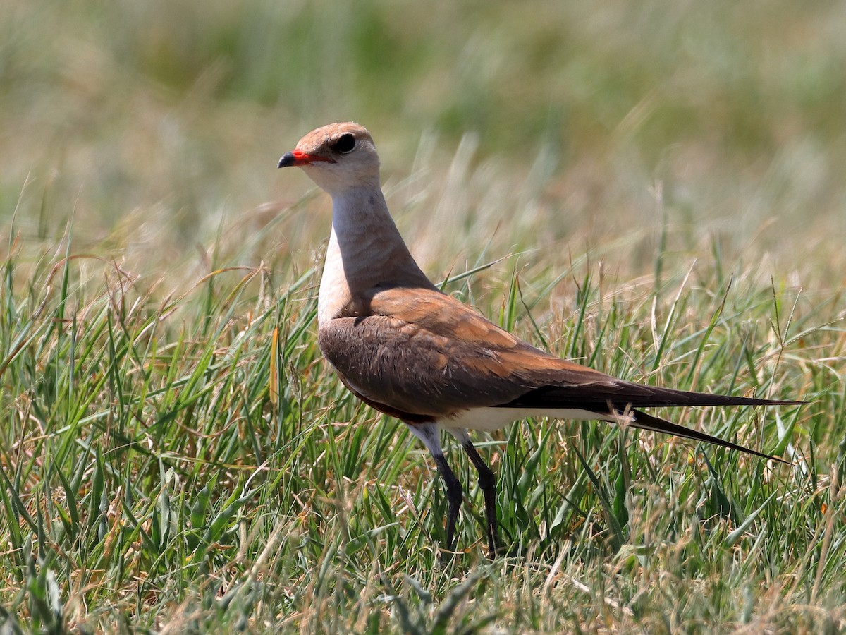 Australian Pratincole - Rolo Rodsey