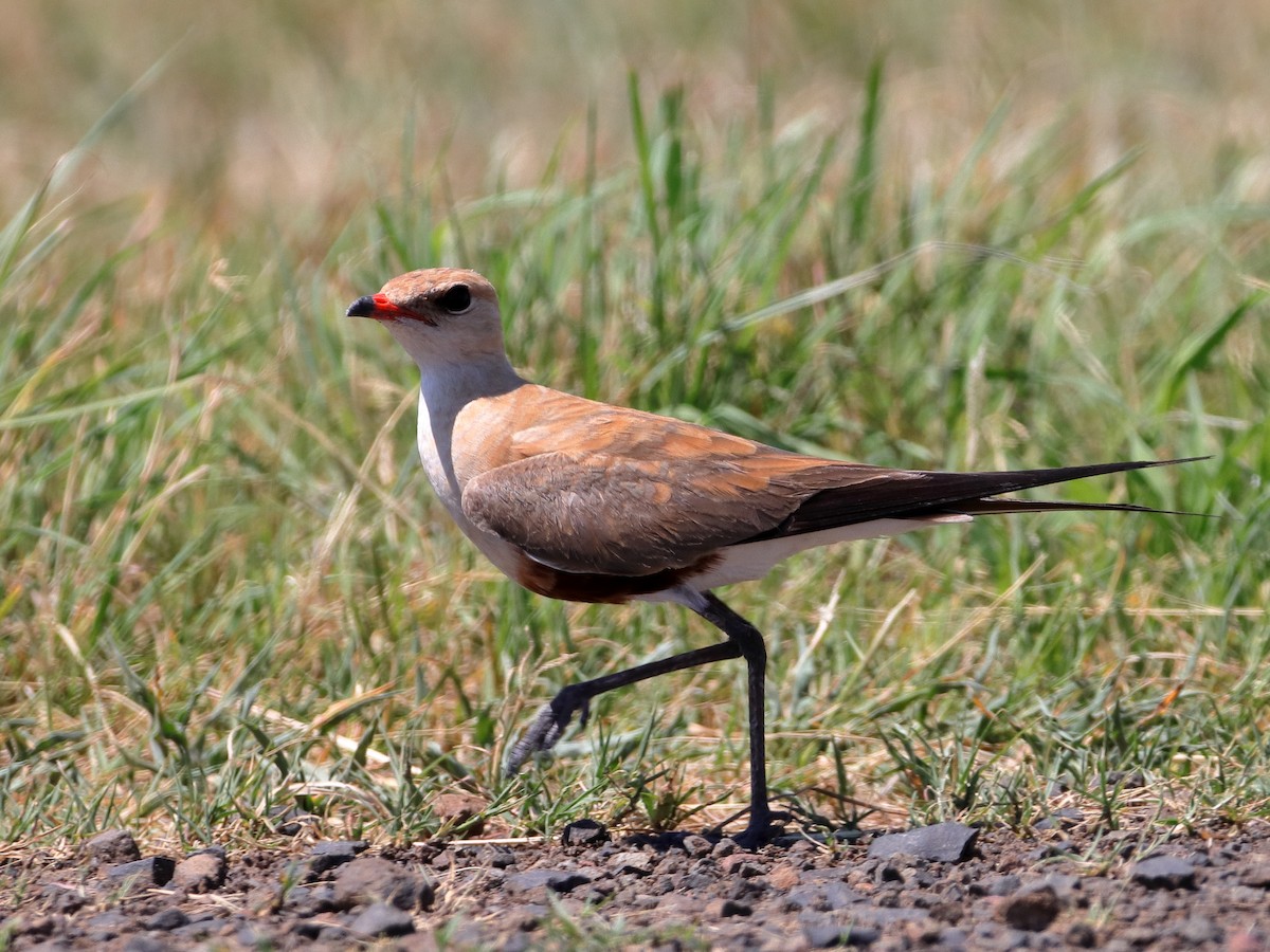 Australian Pratincole - ML613371845