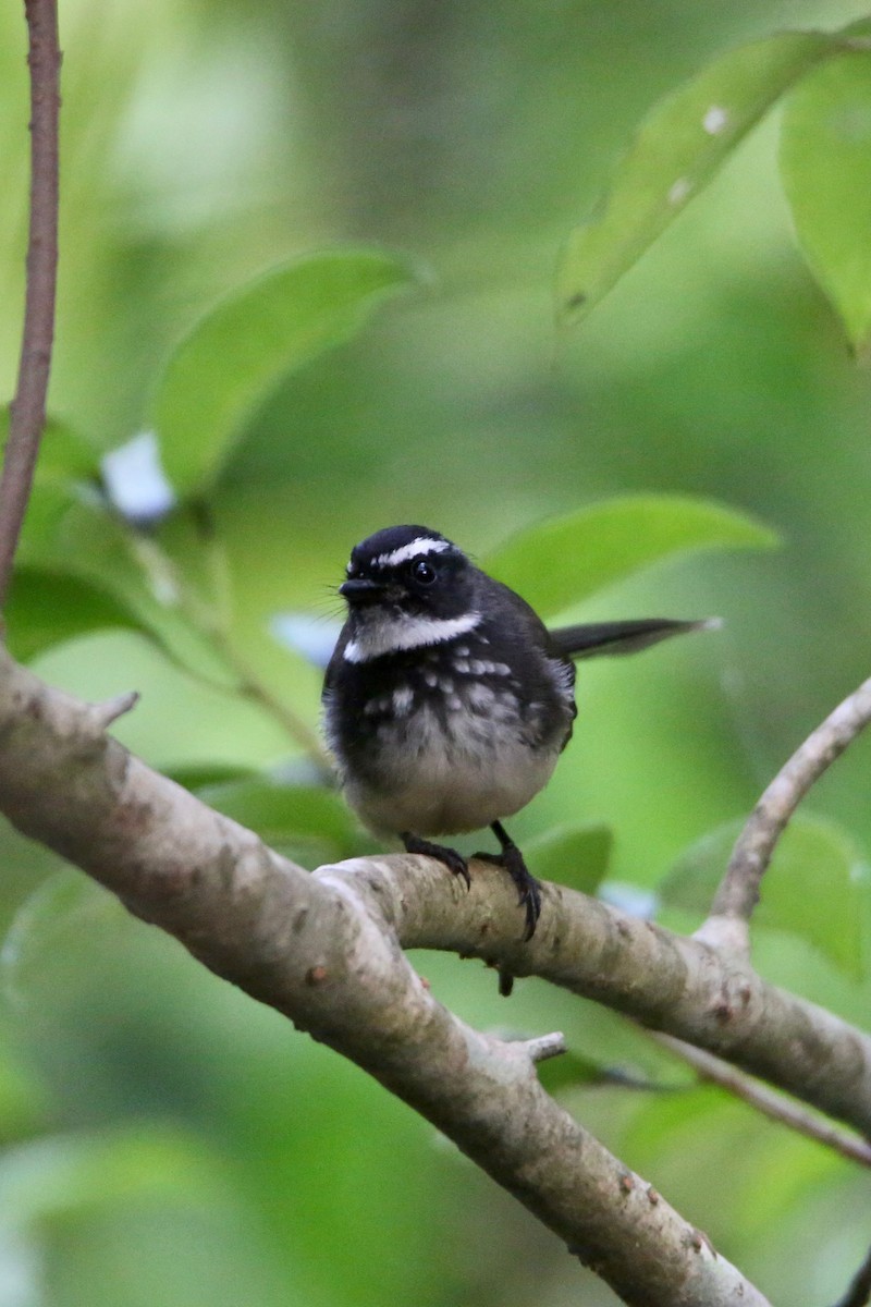 Spot-breasted Fantail - Saji P Mathew OFM