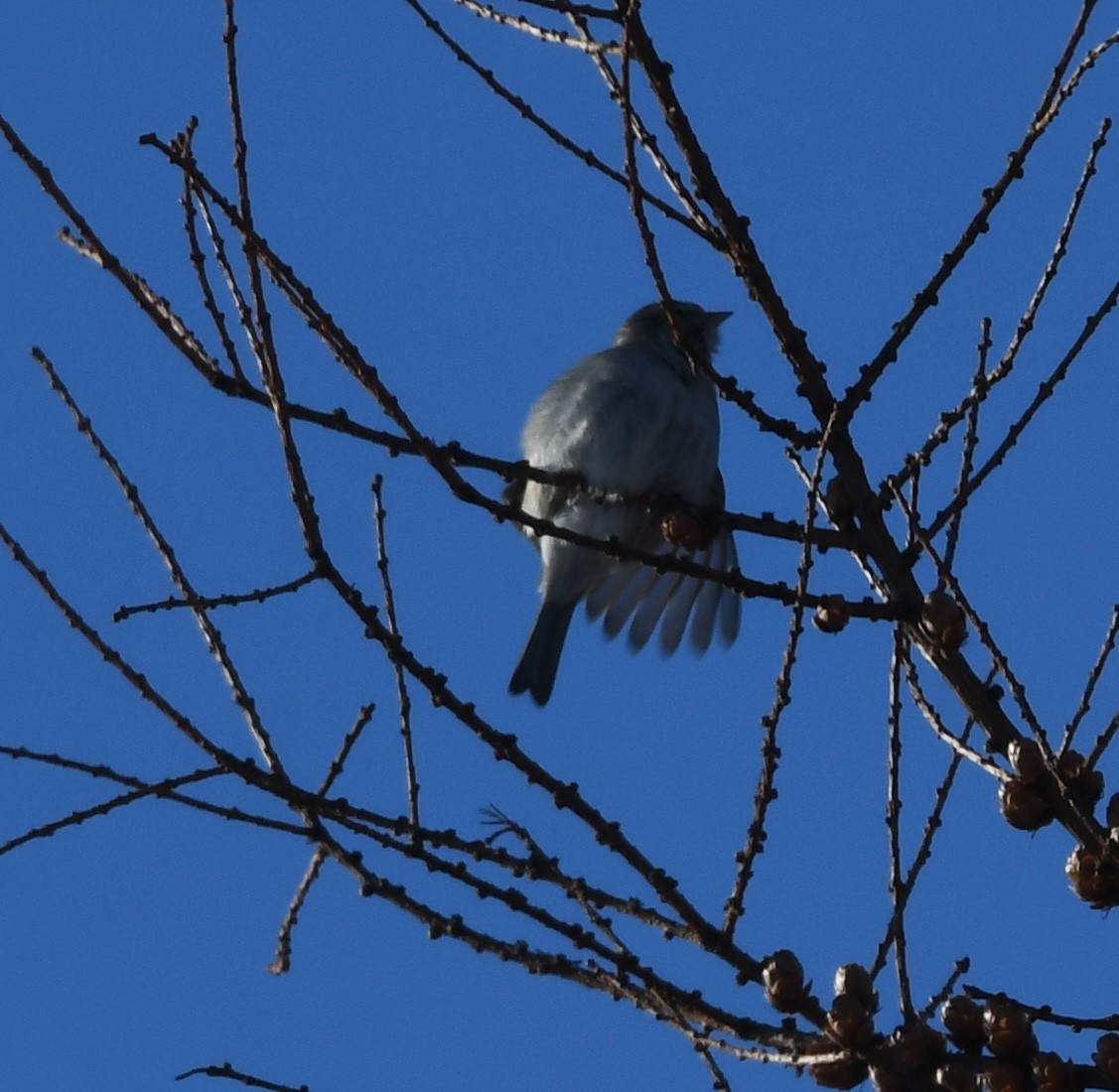 Chipping Sparrow - ML613372000