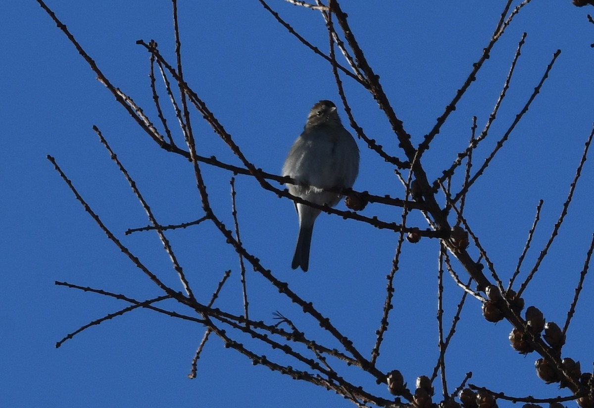 Chipping Sparrow - ML613372001