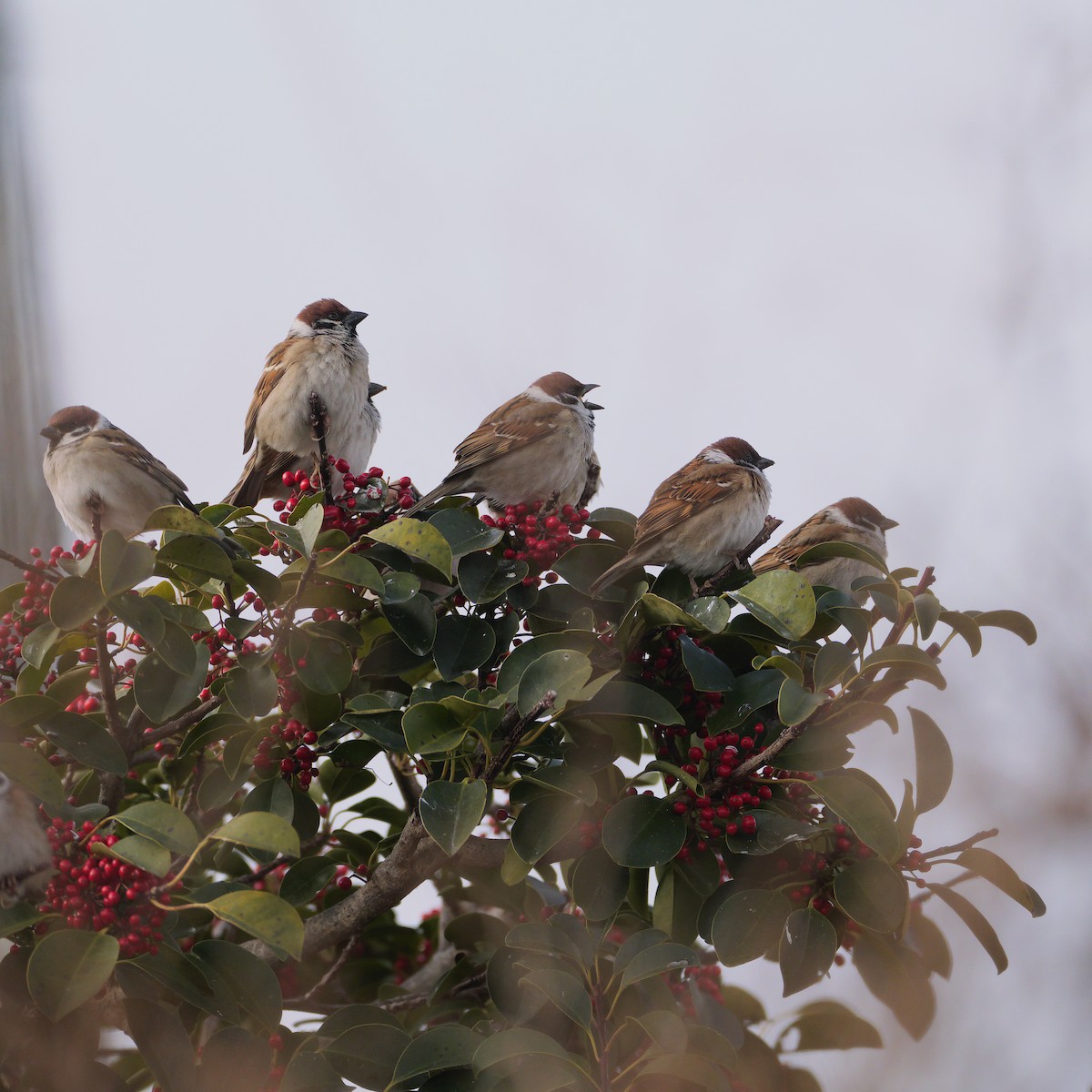 Eurasian Tree Sparrow - ML613372018