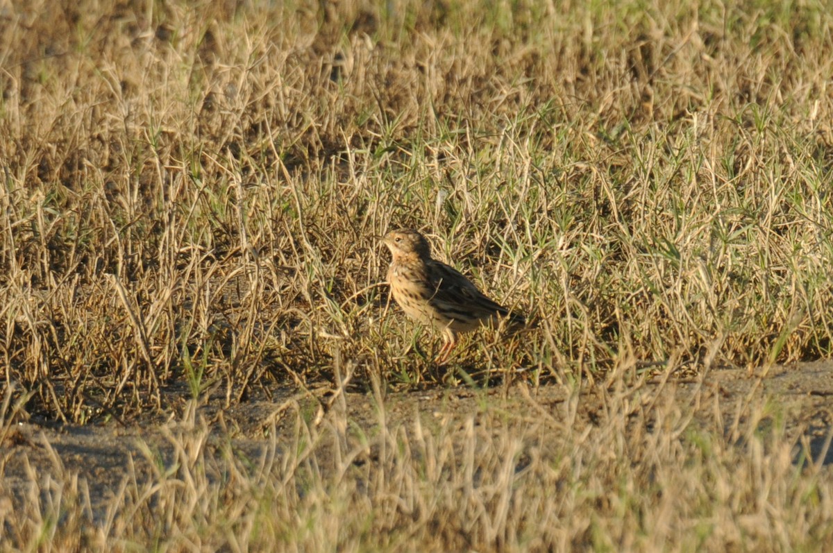 Red-throated Pipit - Nick Hart