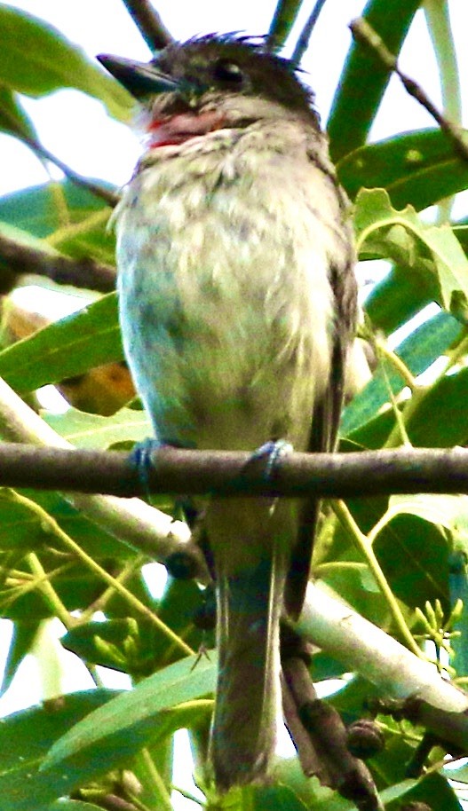 Rose-throated Becard - Connie Lintz