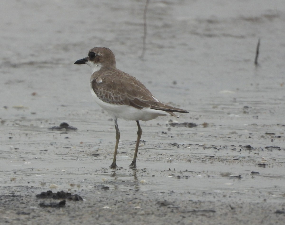 Greater Sand-Plover - Adrian Walsh
