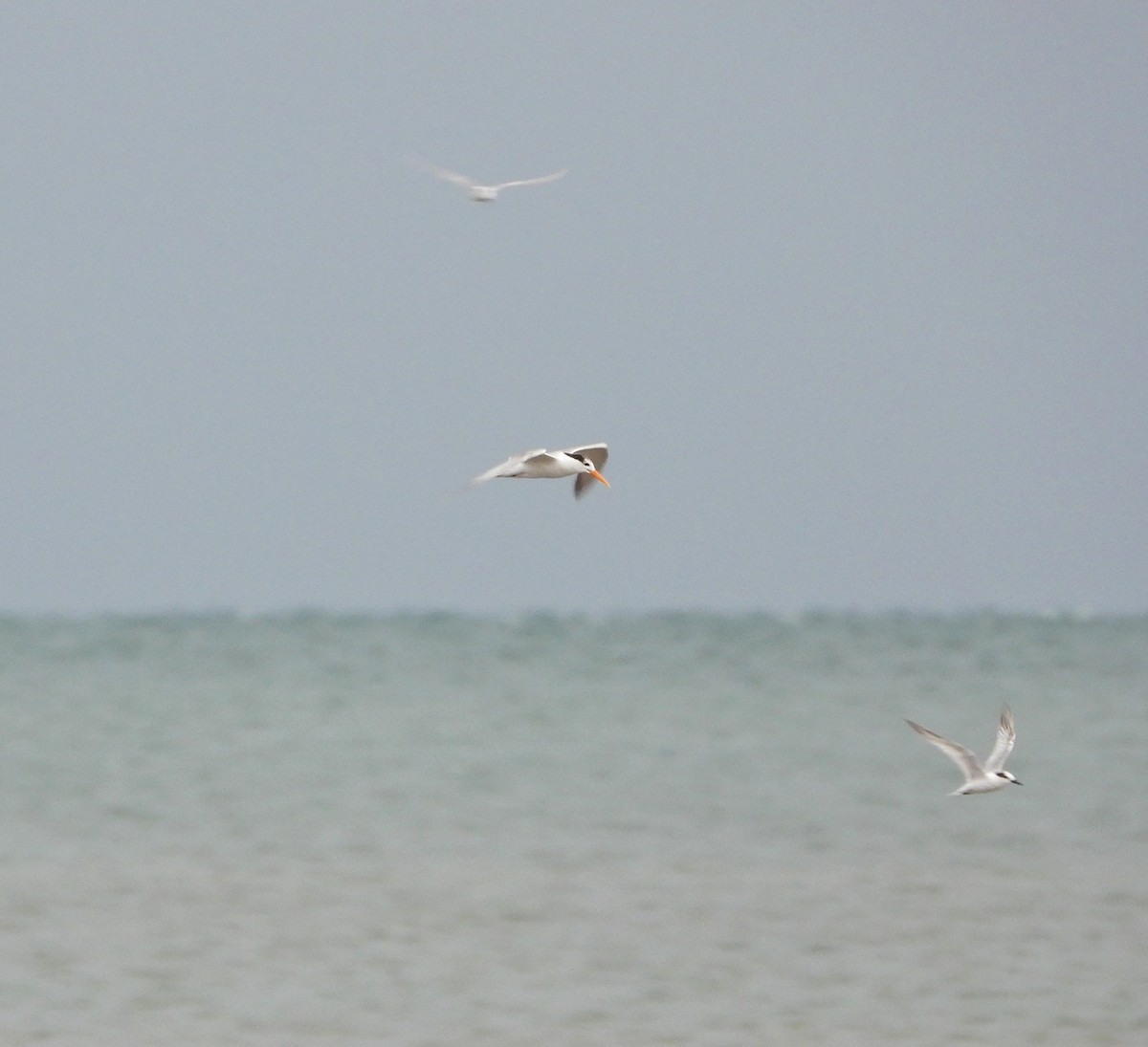 Lesser Crested Tern - ML613372048