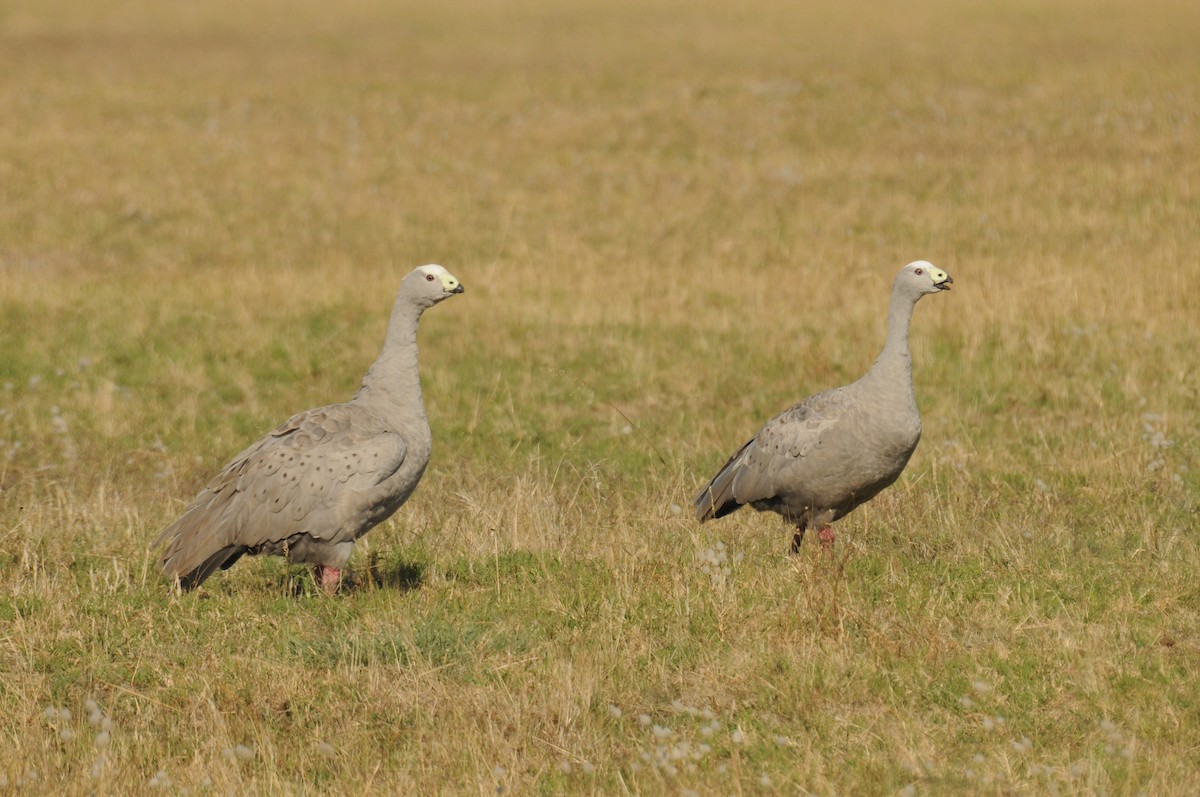 Cape Barren Goose - ML613372056