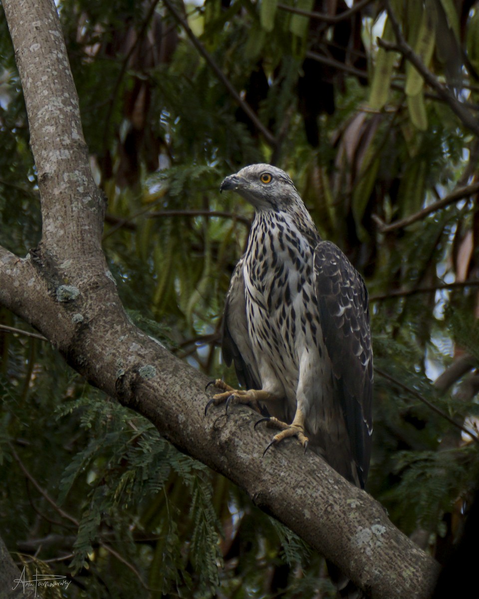 Oriental Honey-buzzard - Anu Parthasarathy