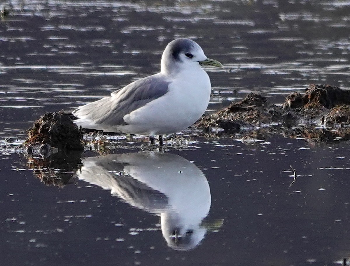 Mouette tridactyle - ML613372167
