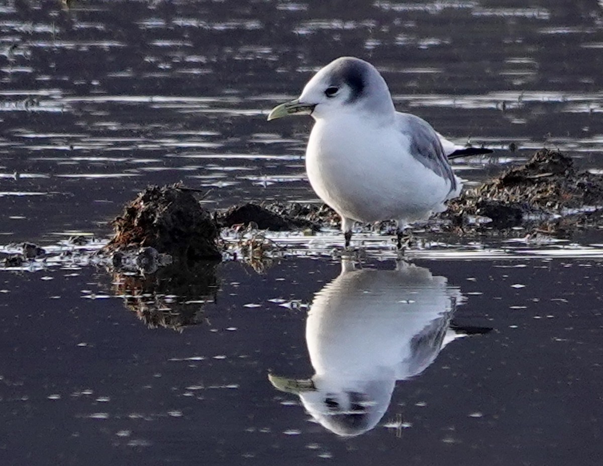Mouette tridactyle - ML613372171