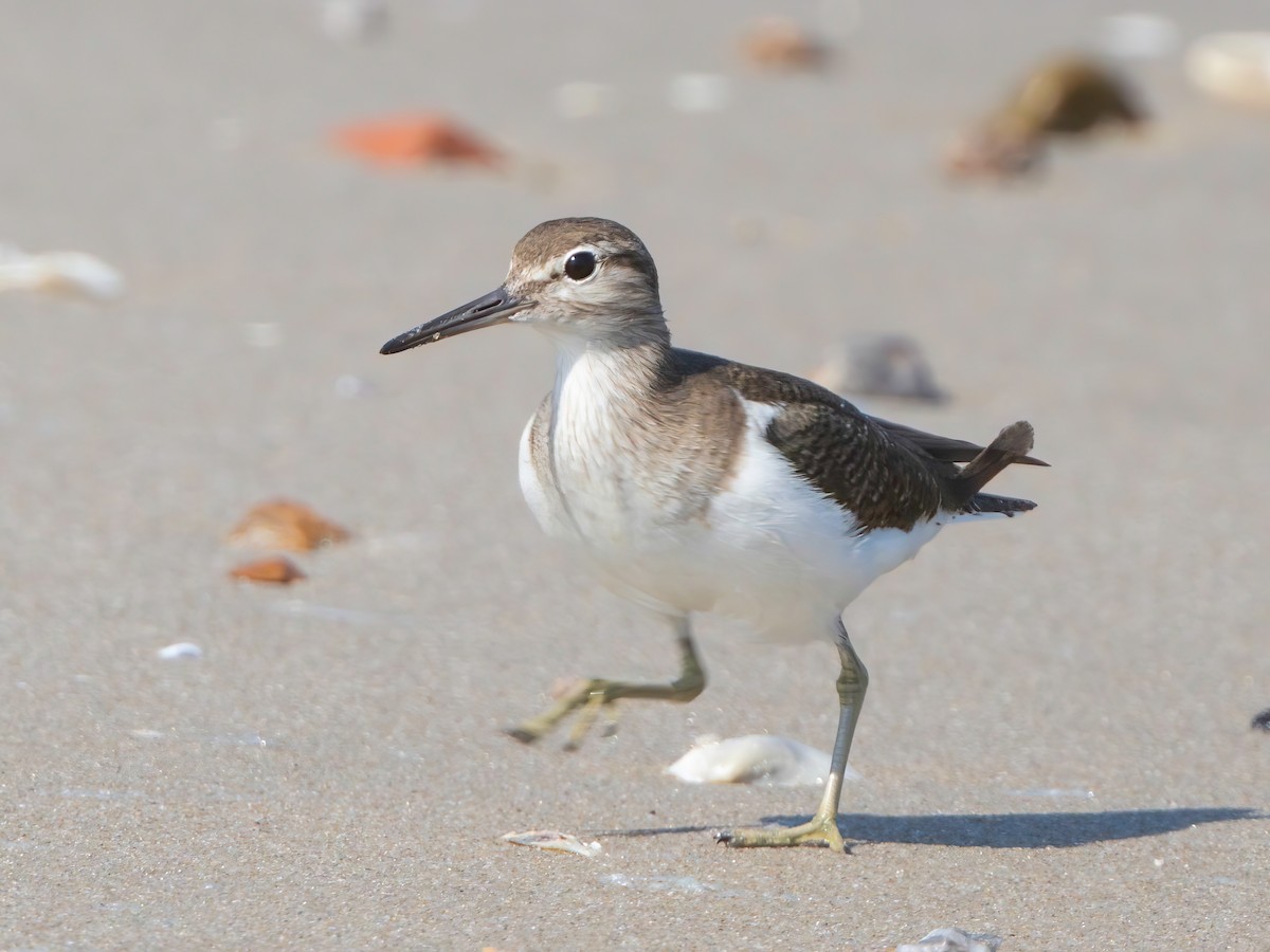 Common Sandpiper - ML613372237