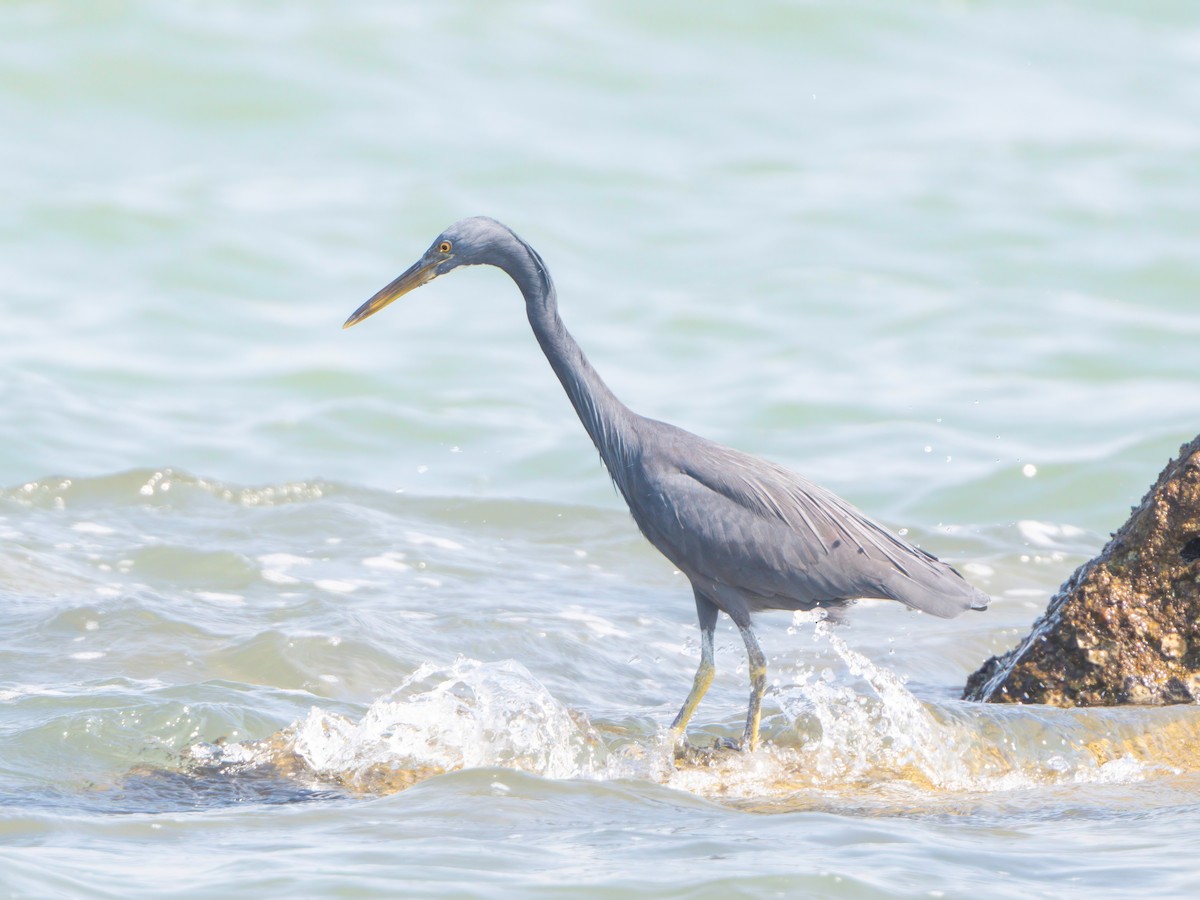 Pacific Reef-Heron - ML613372238