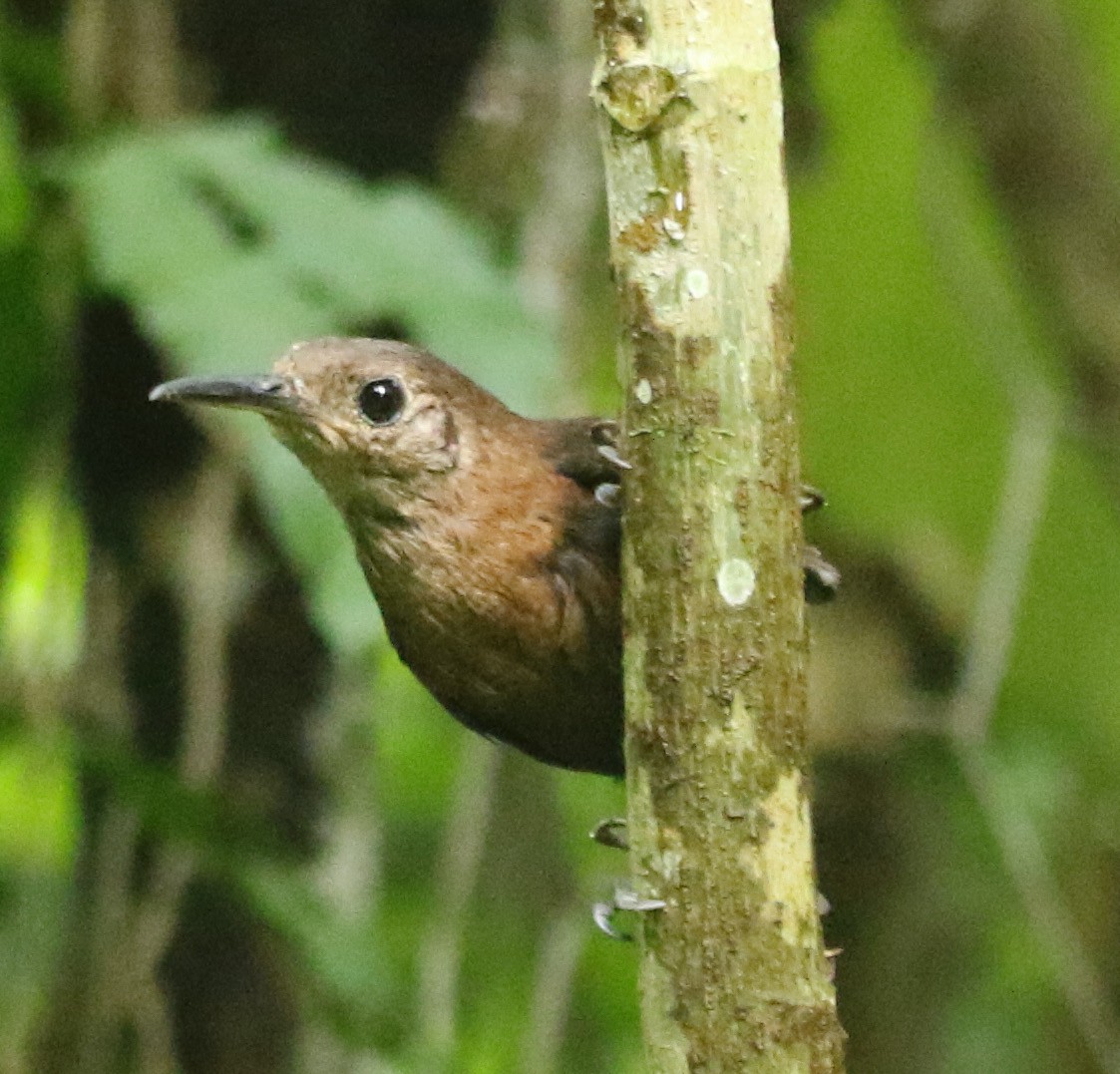 Sumichrast's Wren - ML613372253