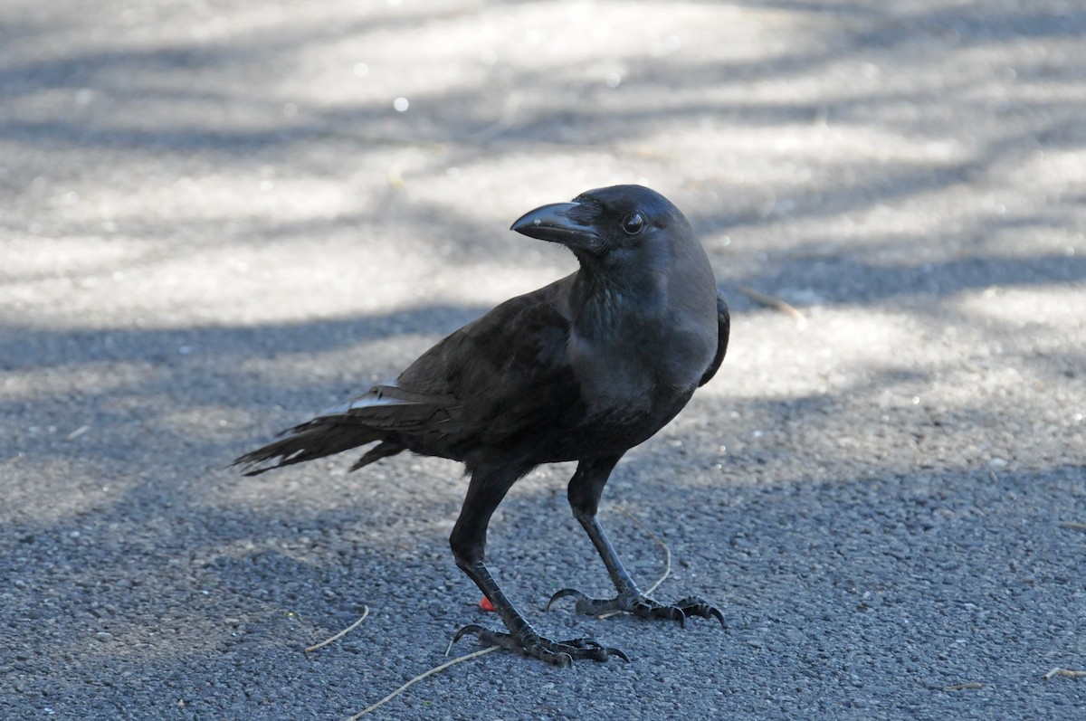 House Crow - ML613372281