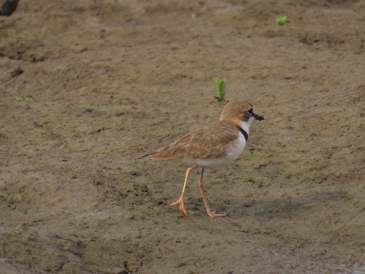 Collared Plover - ML613372286