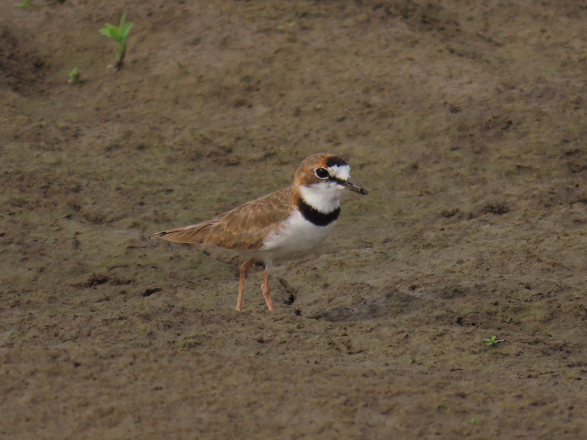 Collared Plover - Peter Leth