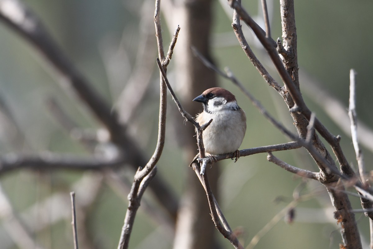 Eurasian Tree Sparrow - 品諭 陳