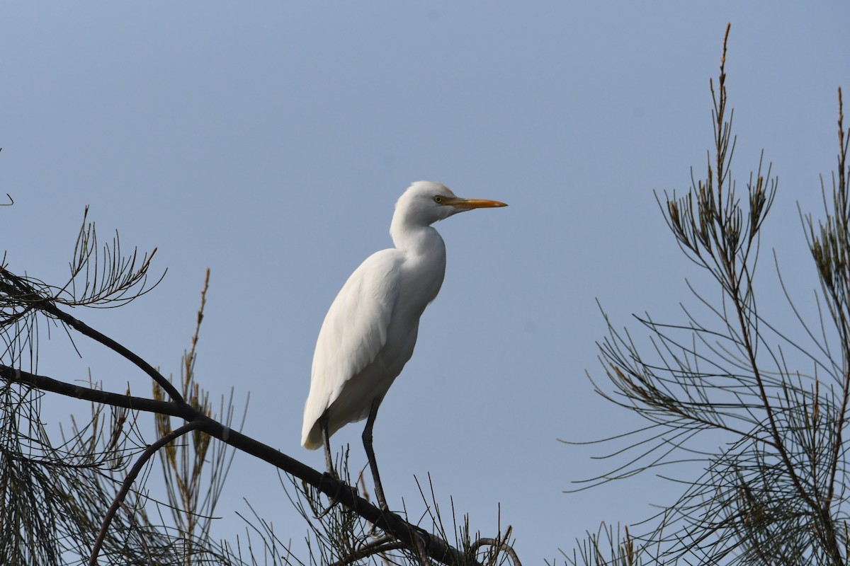 Eastern Cattle Egret - ML613372315