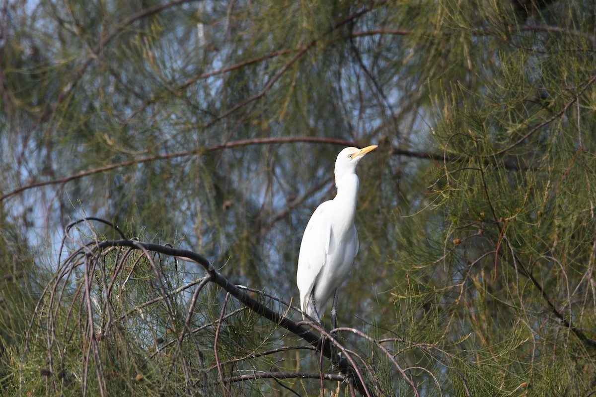 Eastern Cattle Egret - ML613372320