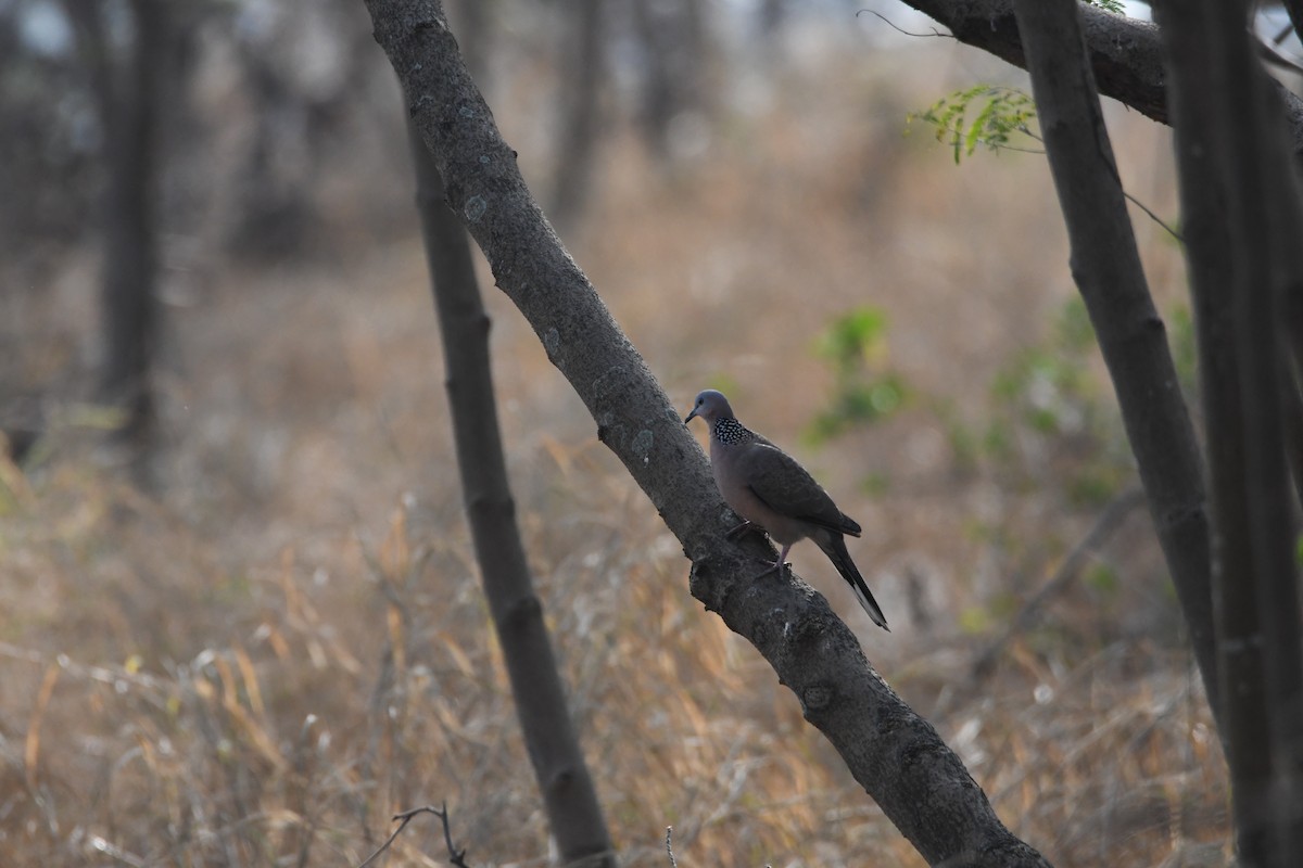 Spotted Dove - 品諭 陳