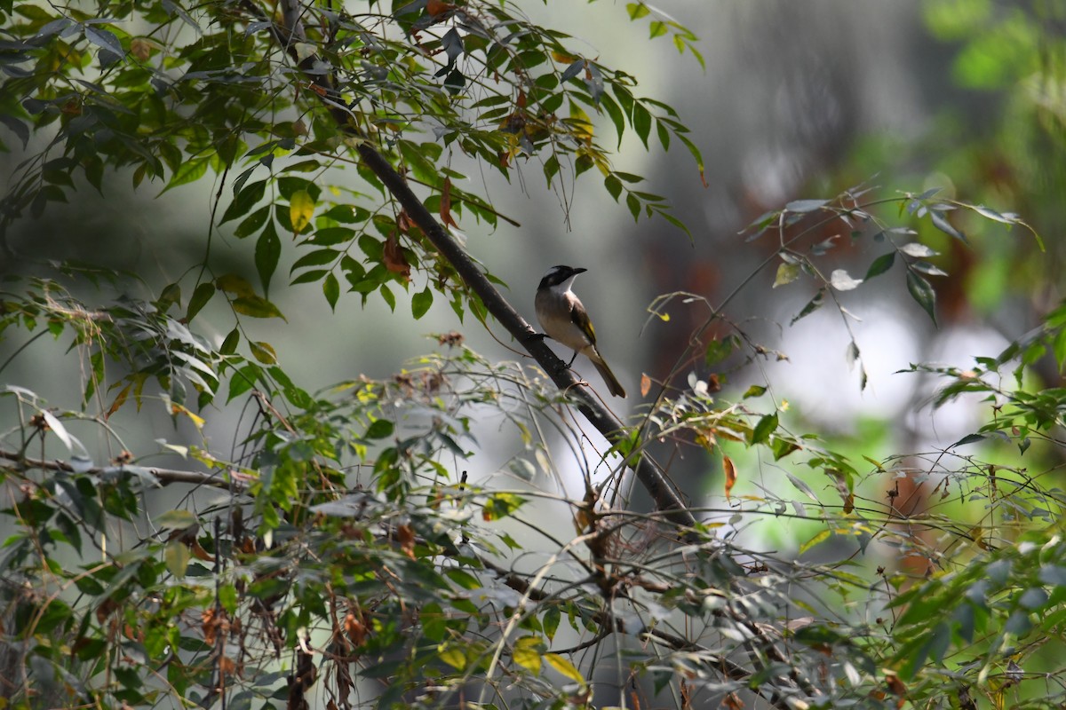 Light-vented Bulbul - ML613372337