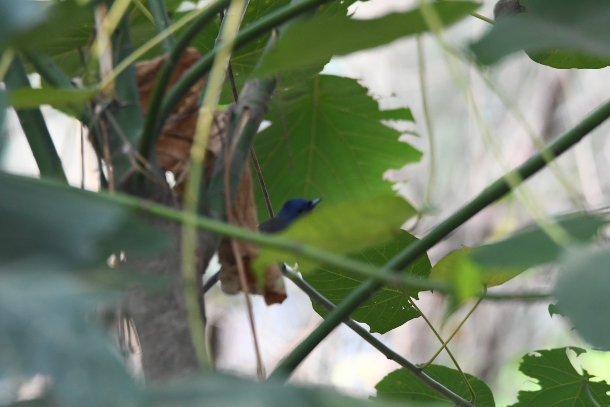 Black-naped Monarch - ML613372344