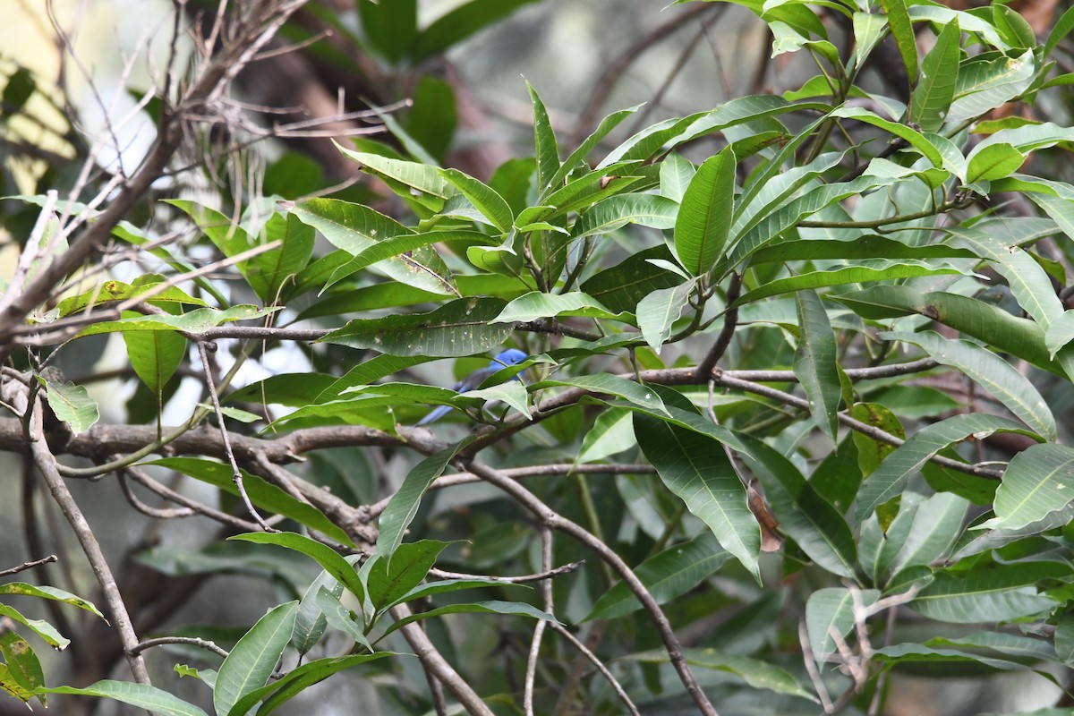 Black-naped Monarch - ML613372345