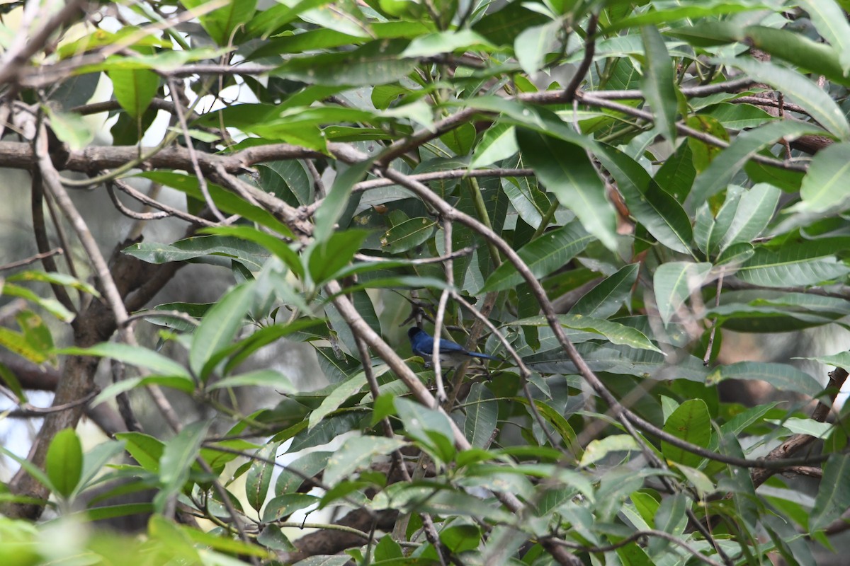 Black-naped Monarch - ML613372347