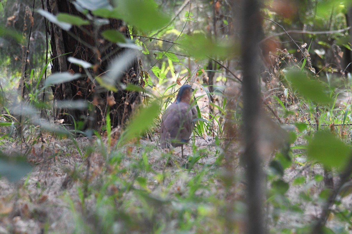 Malayan Night Heron - ML613372351