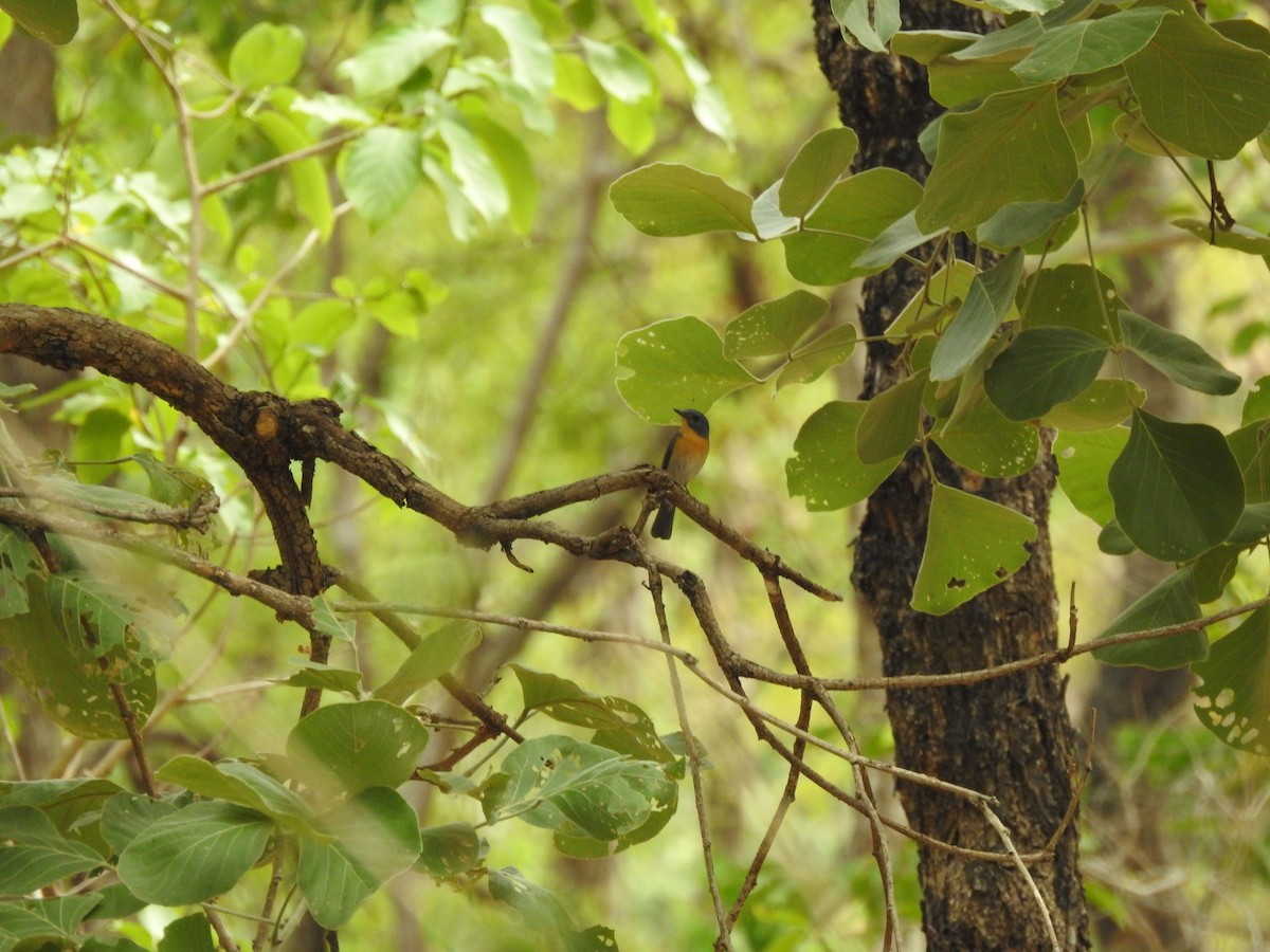 Tickell's Blue Flycatcher - ML613372358