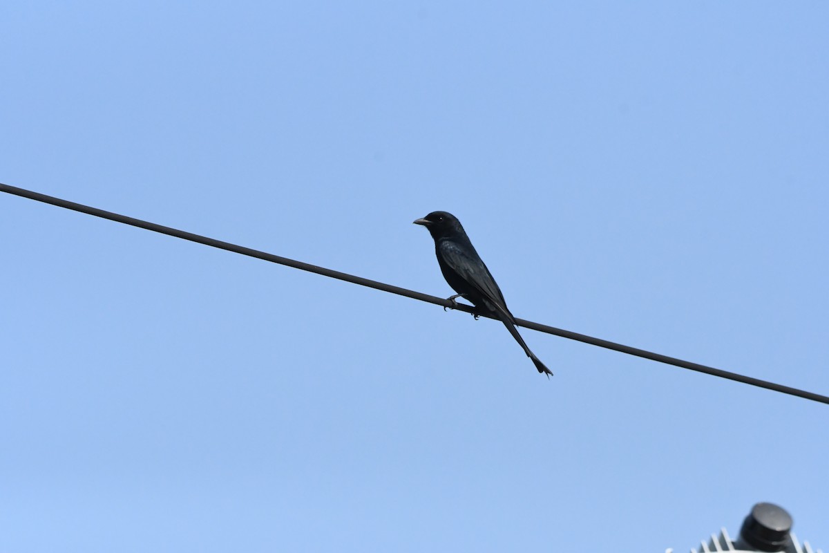 Black Drongo - ML613372360