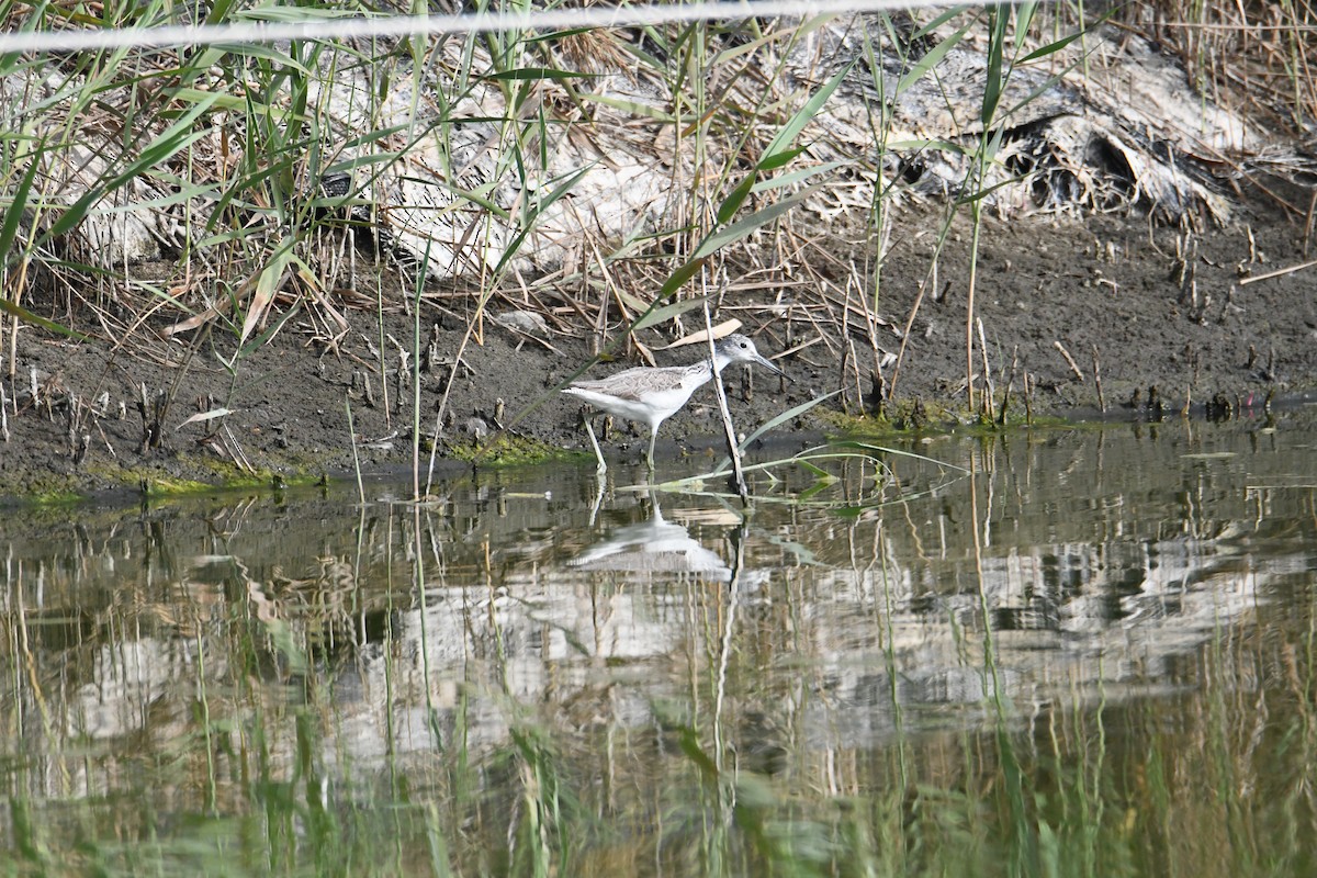 Common Greenshank - ML613372382